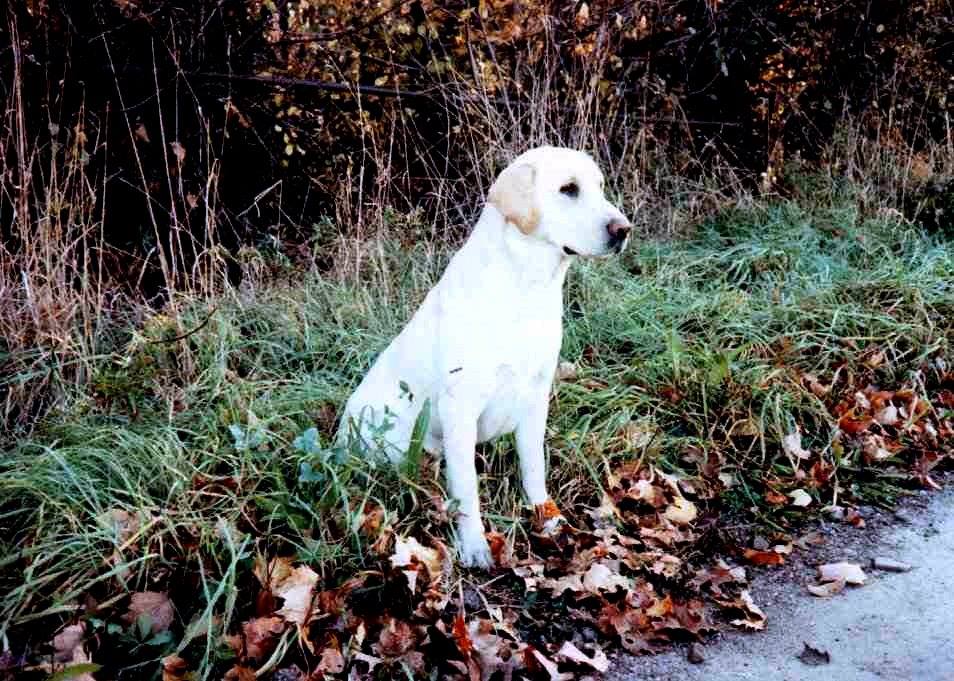 Franklin's Northern Flight MH | YLW Labrador Retriver