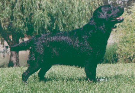 CH CAMBREMER TUDOR MINSTREL CD JH | BLK Labrador Retriver