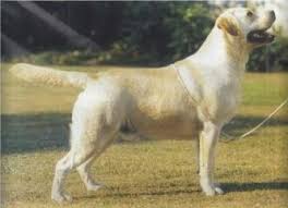 GB SH CH Rocheby Royal Oak | YLW Labrador Retriver