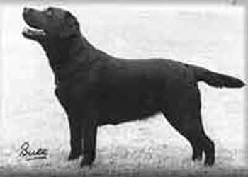 ENG SH CH Cambremer All That Jazz | BLK Labrador Retriver