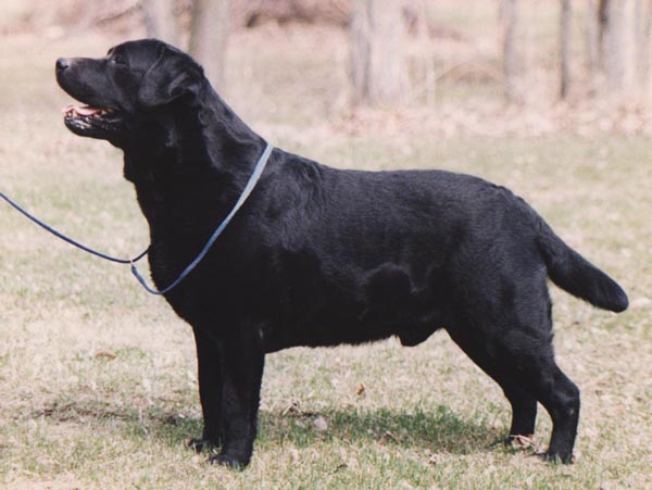 Am Can Ch Ranbourne This Bud's For You | BLK Labrador Retriver