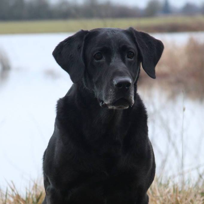 FC AFC Land Ahoy | BLK Labrador Retriver