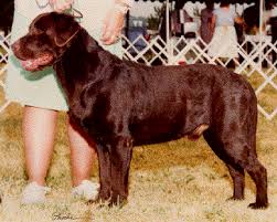 AM Ch Hennings Millwill Coppertone | CHOC Labrador Retriver