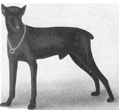 Burschel v. Simmenau (DZB 6238) | Black Doberman Pinscher