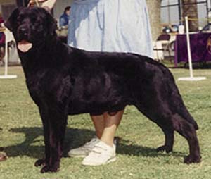 Am/Can BISS CH  AVALON'S INVINCIBLE | BLK Labrador Retriver