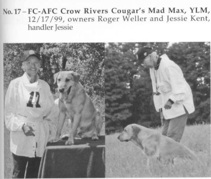 FC-AFC Crow Rivers Cougar's Mad Max | YLW Labrador Retriver