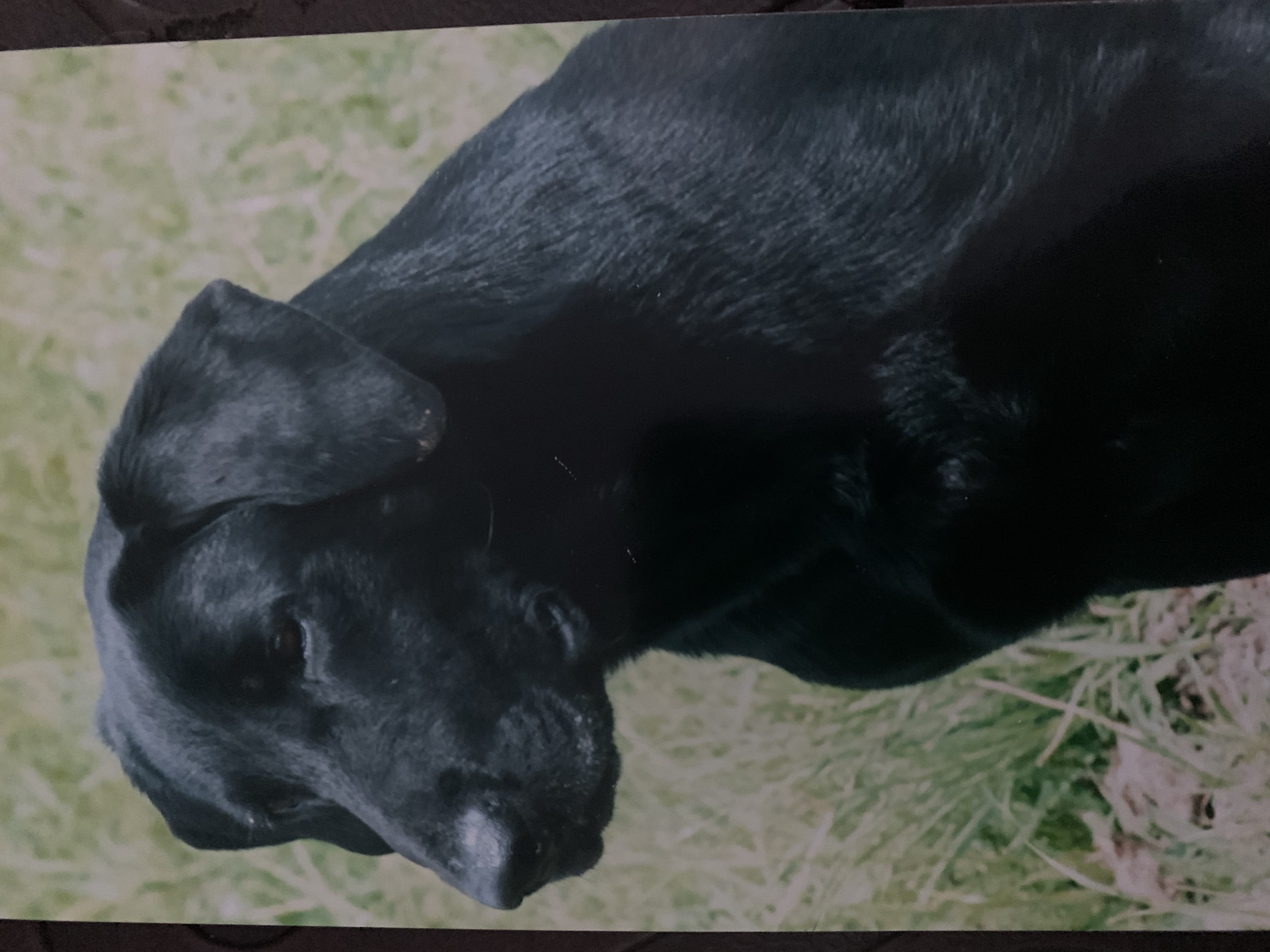 FC Butch's Dream Code of TCR | BLK Labrador Retriver