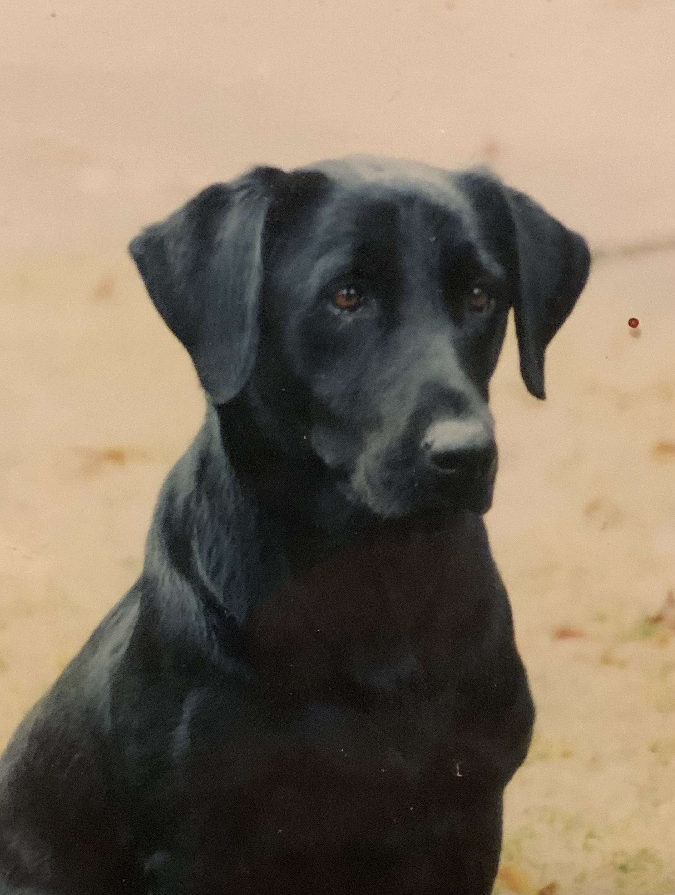 HRCH Tanks Alot for the Dance MH | BLK Labrador Retriver