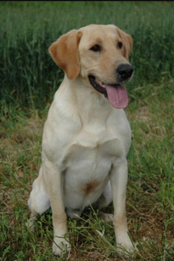 FC AFC Hardscrabbles Powder My Buns | YLW Labrador Retriver