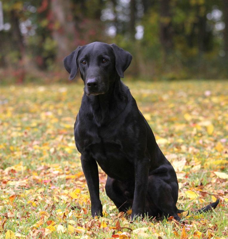 HRCH UH Wolf Creeks Ebonstar Coach MH | BLK Labrador Retriver