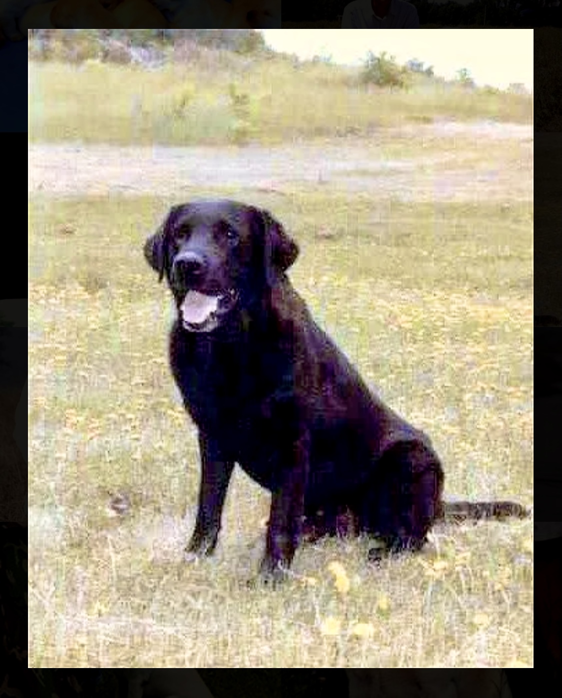 DUAL CH AFC Warpath Macho | BLK Labrador Retriver