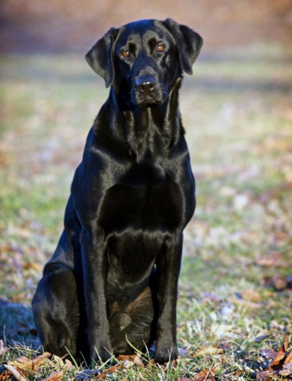 '11 NAFC FC AFC Cody Cut A Lean Grade | BLK Labrador Retriver