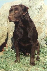 Torrey's Kodiak Grizzly MH | CHOC Labrador Retriver