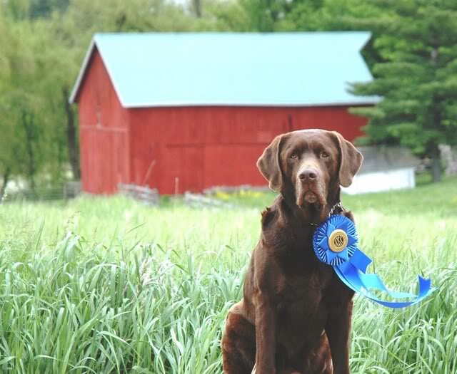 CFC HRCH Gunner, Flight Interceptor QA2 SH | CHOC Labrador Retriver