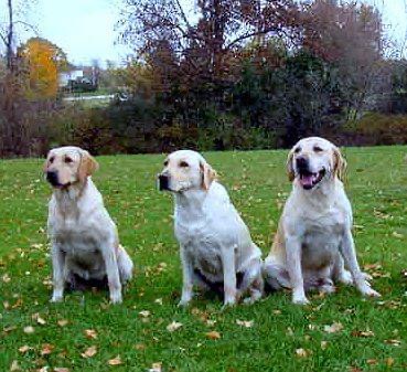 CH Candlewood's Abigail of Oasis JH | YLW Labrador Retriver