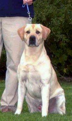 CH Franklin's Pickpocket for Kerrybrook MH | YLW Labrador Retriver