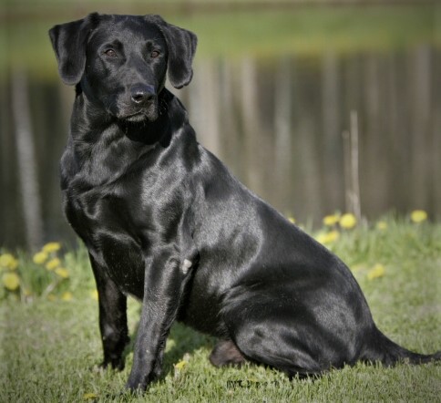 2008 NFC FC  Two Rivers Lucky Willie | BLK Labrador Retriver