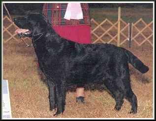 AM/CAN CH BEECHCROFT'S CITADEL CD WC | BLK Labrador Retriver