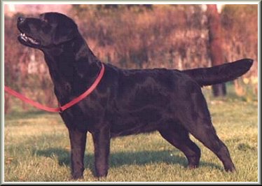 CH BEECHCROFT'S CLOVER OF O'HENRY | BLK Labrador Retriver