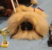 Moy Milyy Gnom | Pekingese 