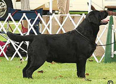 BISS CH Nipntuck Hyspire Unforgettable | BLK Labrador Retriver