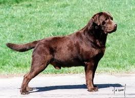 CH Castlerock Magical Merlin | CHOC Labrador Retriver