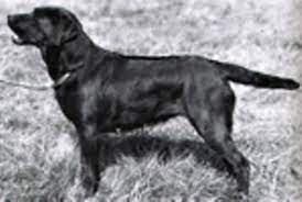 Am Ch Grande Dame Of Mansergh | BLK Labrador Retriver