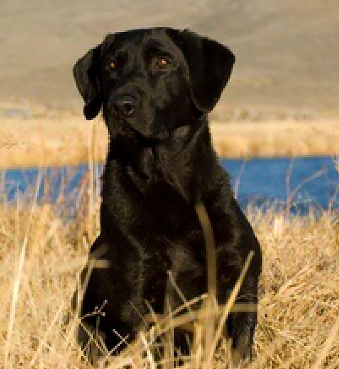 FC AFC  Wood River's Franchise | BLK Labrador Retriver