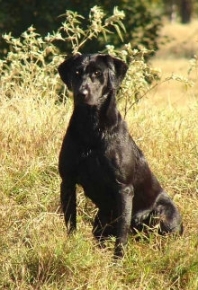 HRCH Moccasin Creeks Dreamer | BLK Labrador Retriver