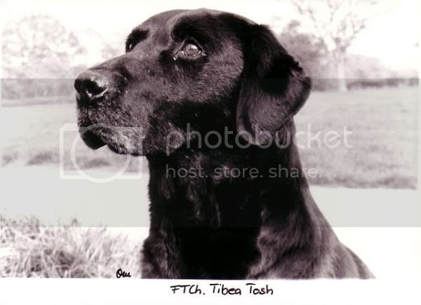 FTCH Tibea Tosh (UK) | BLK Labrador Retriver