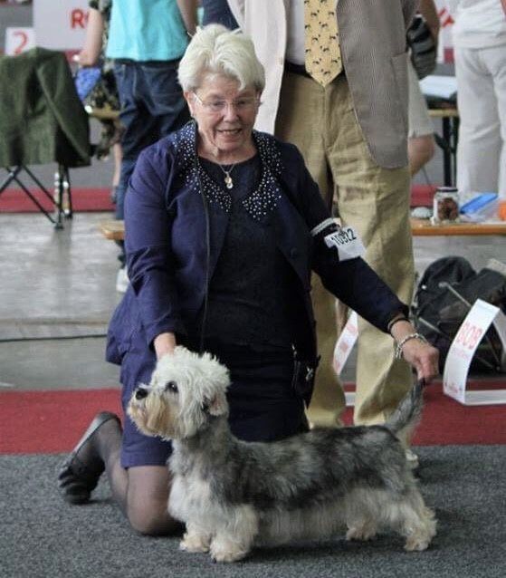 Dariant Leticia Mi Feliz | Dandie Dinmont Terrier 