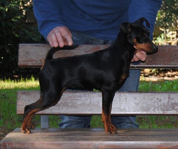 Elena dell' Antica Sibari | Miniature Pinscher 