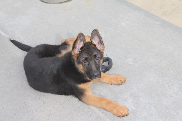 Aldos | German Shepherd Dog 