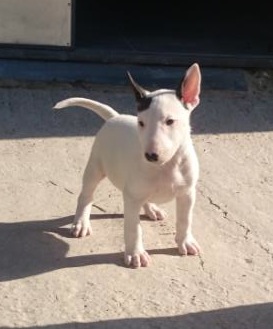 Dsm Lust | Bull Terrier 