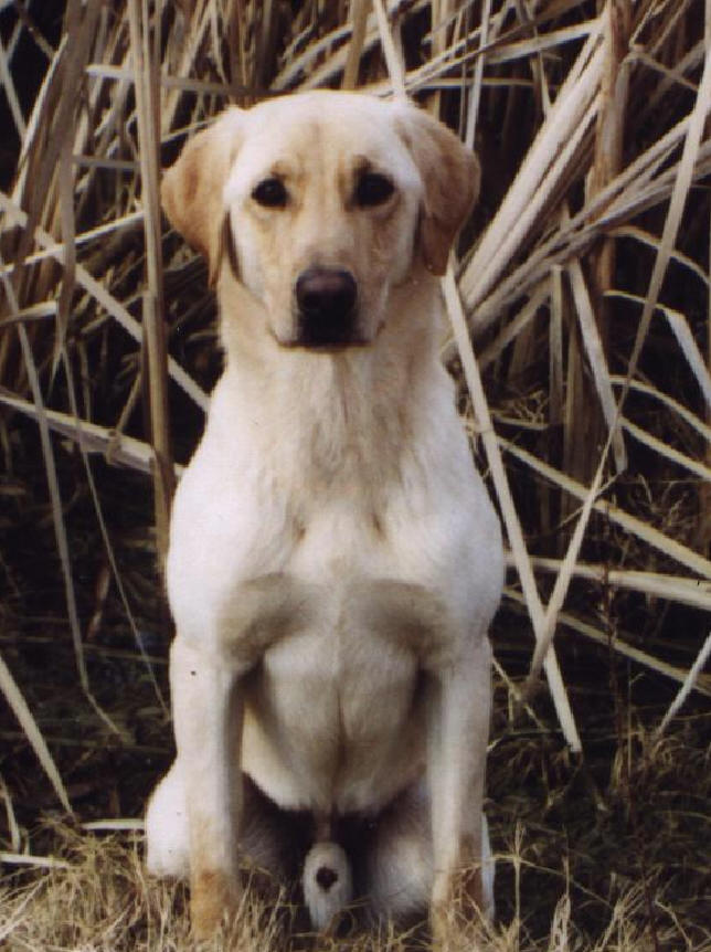 HRCH The Bazooka Kid | YLW Labrador Retriver