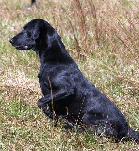 Ridgeview's Dixie Chick QAA MH | BLK Labrador Retriver