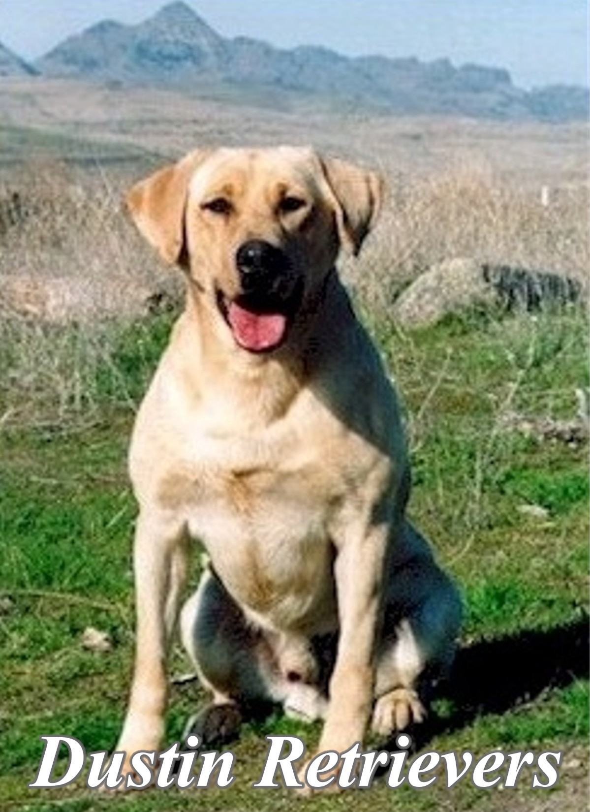 Cpoint's Gunstock Sundance MH | YLW Labrador Retriver