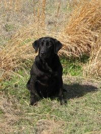 HRCH Moccasin Creek's Train-Wreck | BLK Labrador Retriver