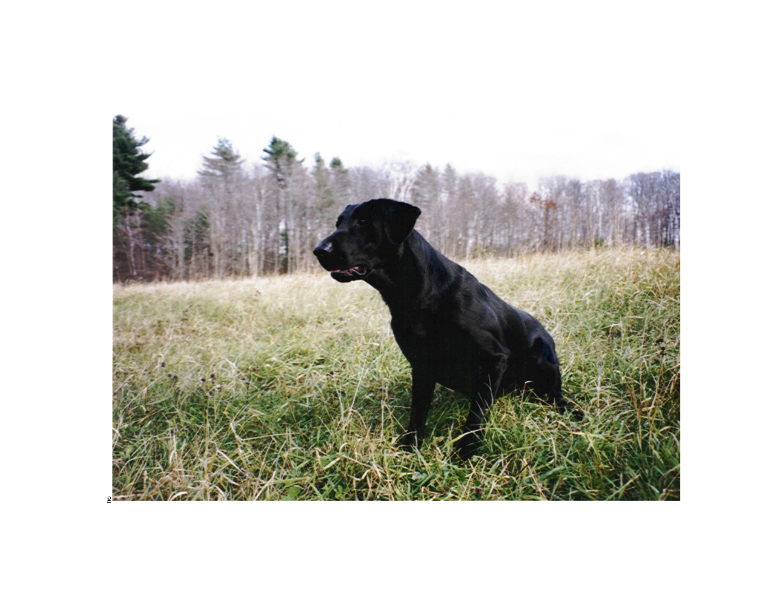 FC Justin Time Zoe | BLK Labrador Retriver