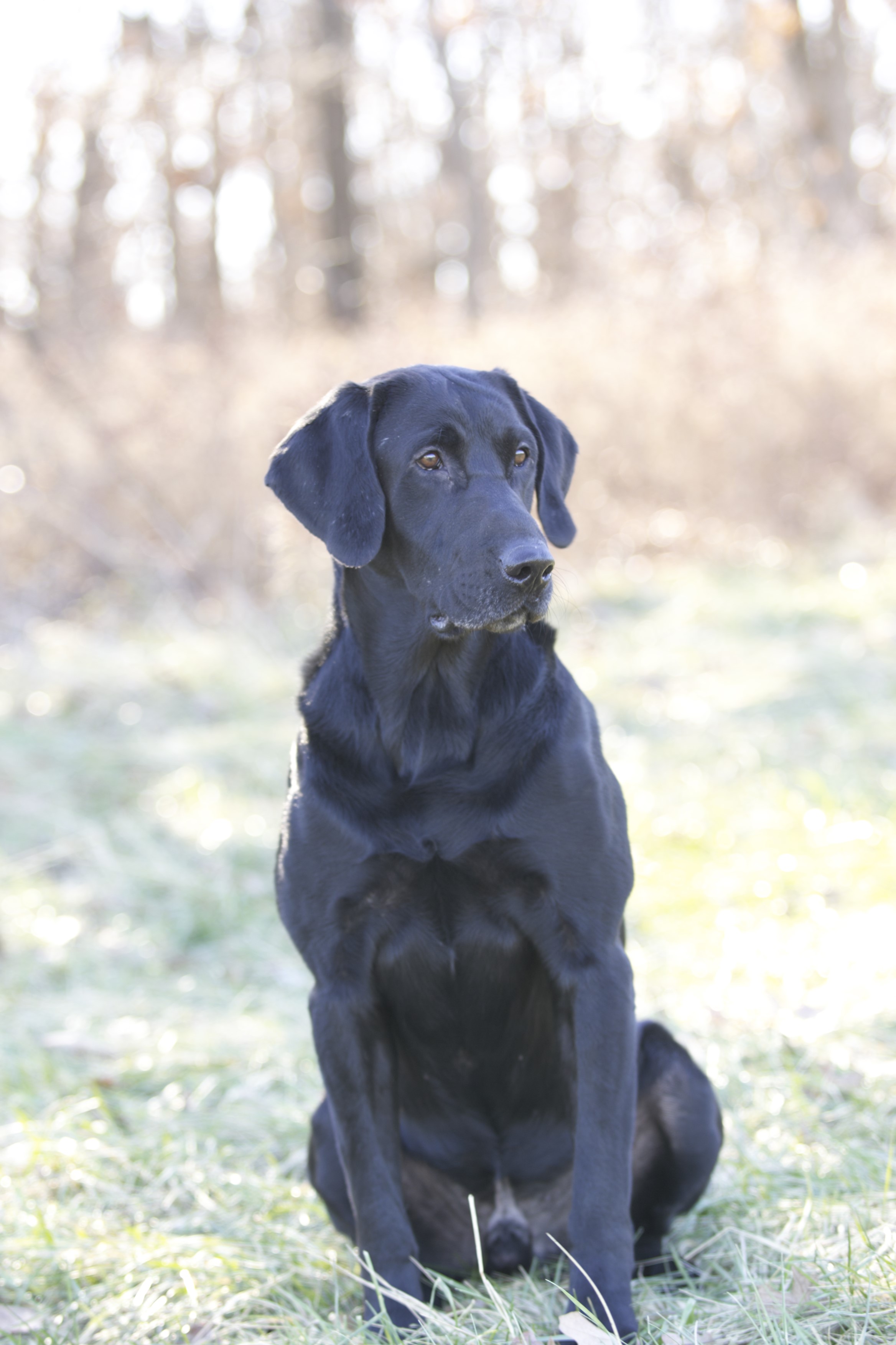 FC Pike of  Castlebay | BLK Labrador Retriver