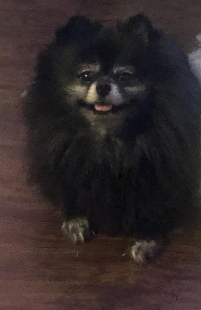 IMPERIAL SHES HOT OFF THE PRES | Pomeranian 