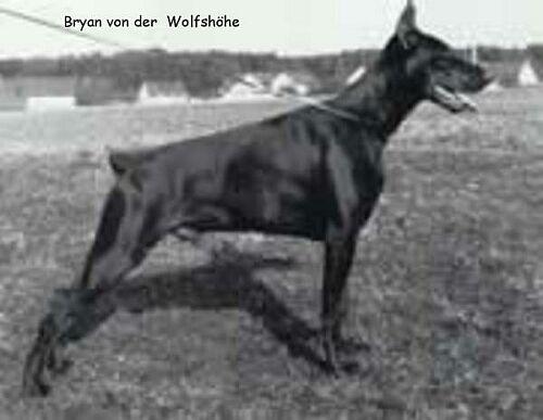 Bryan v.d. Wolfshöhe | Black Doberman Pinscher