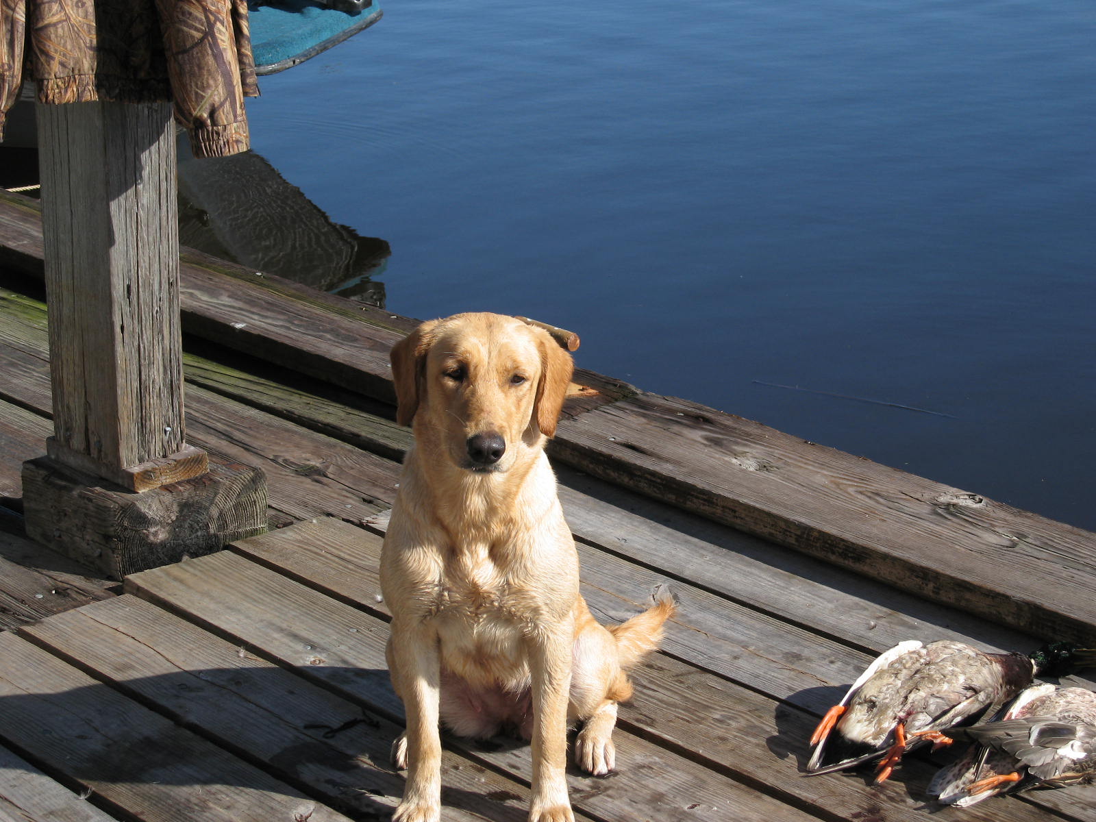 HRCH Authement's Feisty LiL Lexi | YLW Labrador Retriver