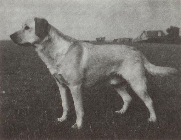 CH Garvel Of Garshangan | YLW Labrador Retriver