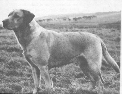 CH General Of Garshangan | YLW Labrador Retriver