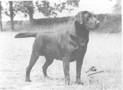 ENG CH SANDYLANDS STORM ALONG (Sandylands Storm-along) | BLK Labrador Retriver