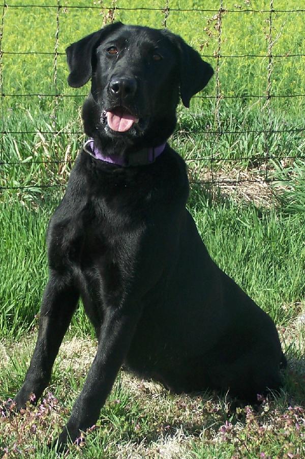 Reveille's Bird Dreamer | BLK Labrador Retriver