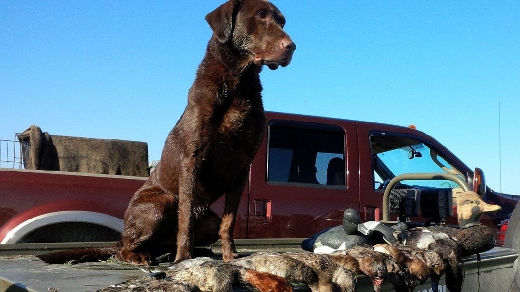 Creamlevel's High Tech Beretta | CHOC Labrador Retriver