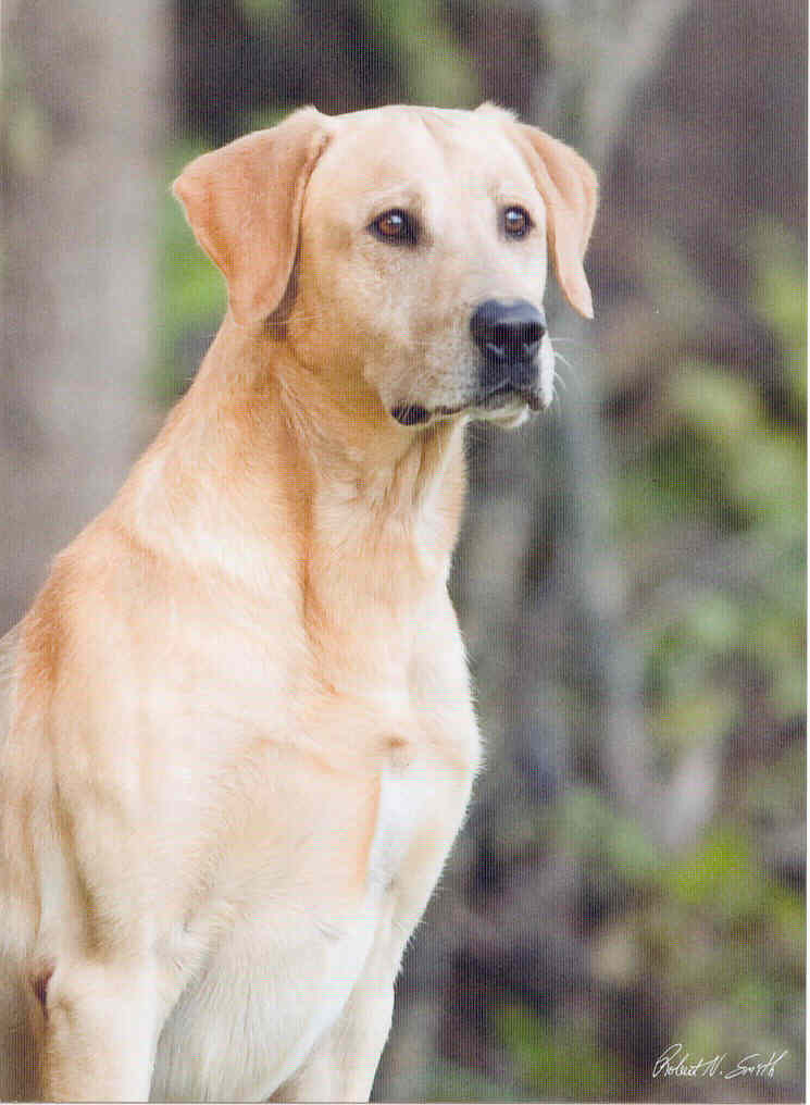 4X GRHRCH UH Platte's TNT Duckdawg Dozer MH | YLW Labrador Retriver