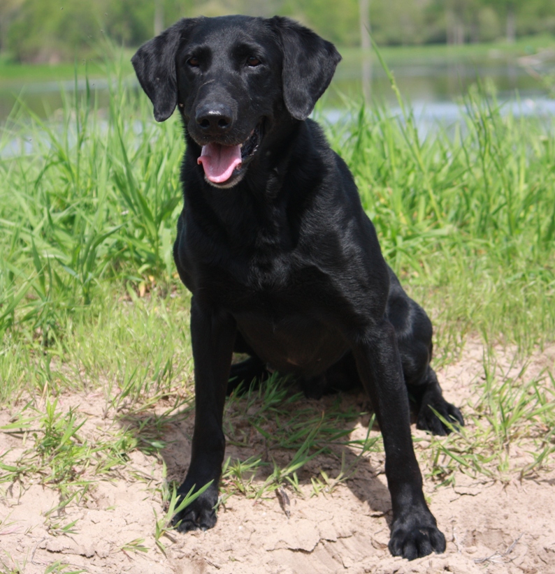 FC AFC CJ's Mister T | BLK Labrador Retriver